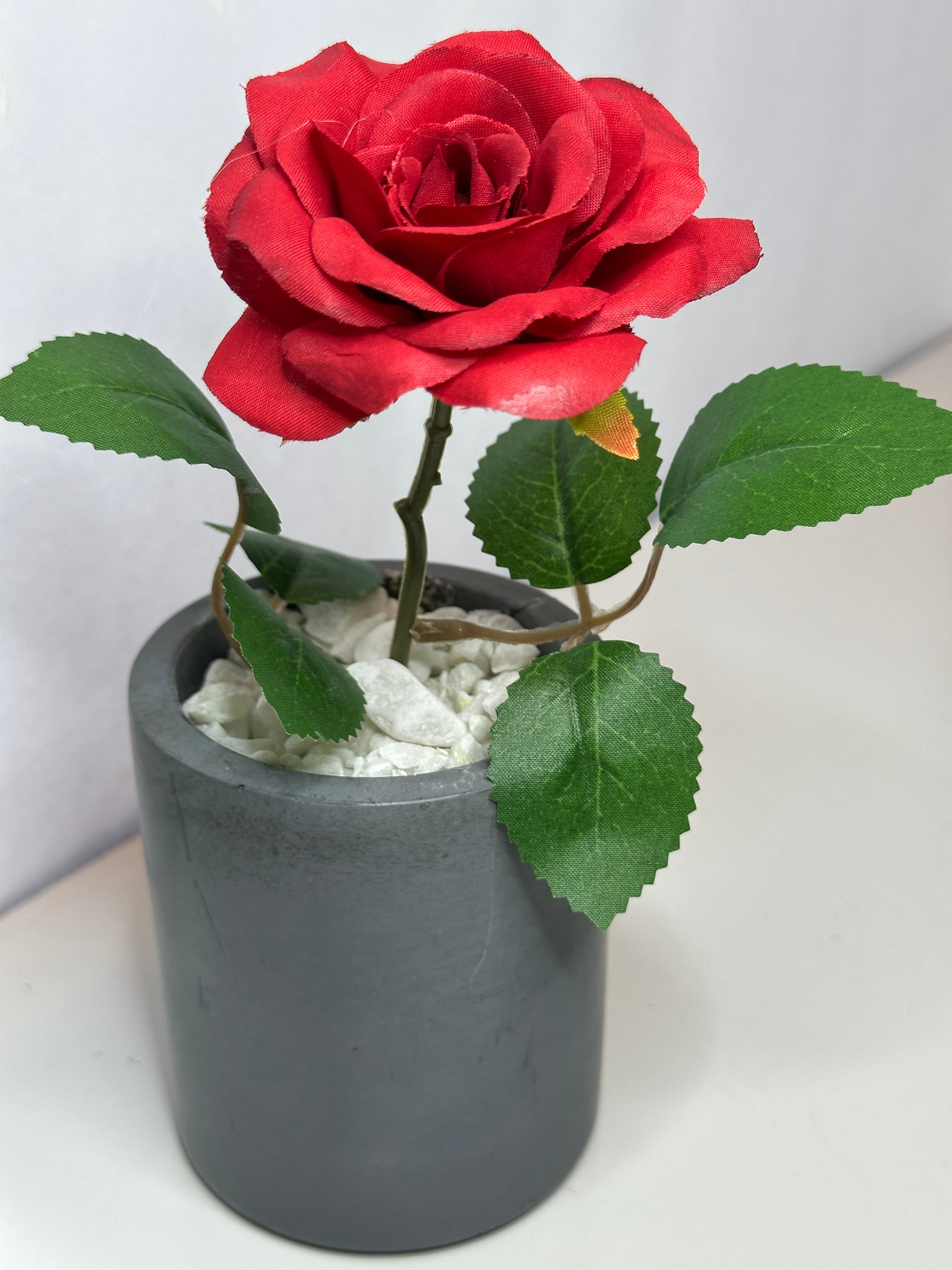 Red Rose