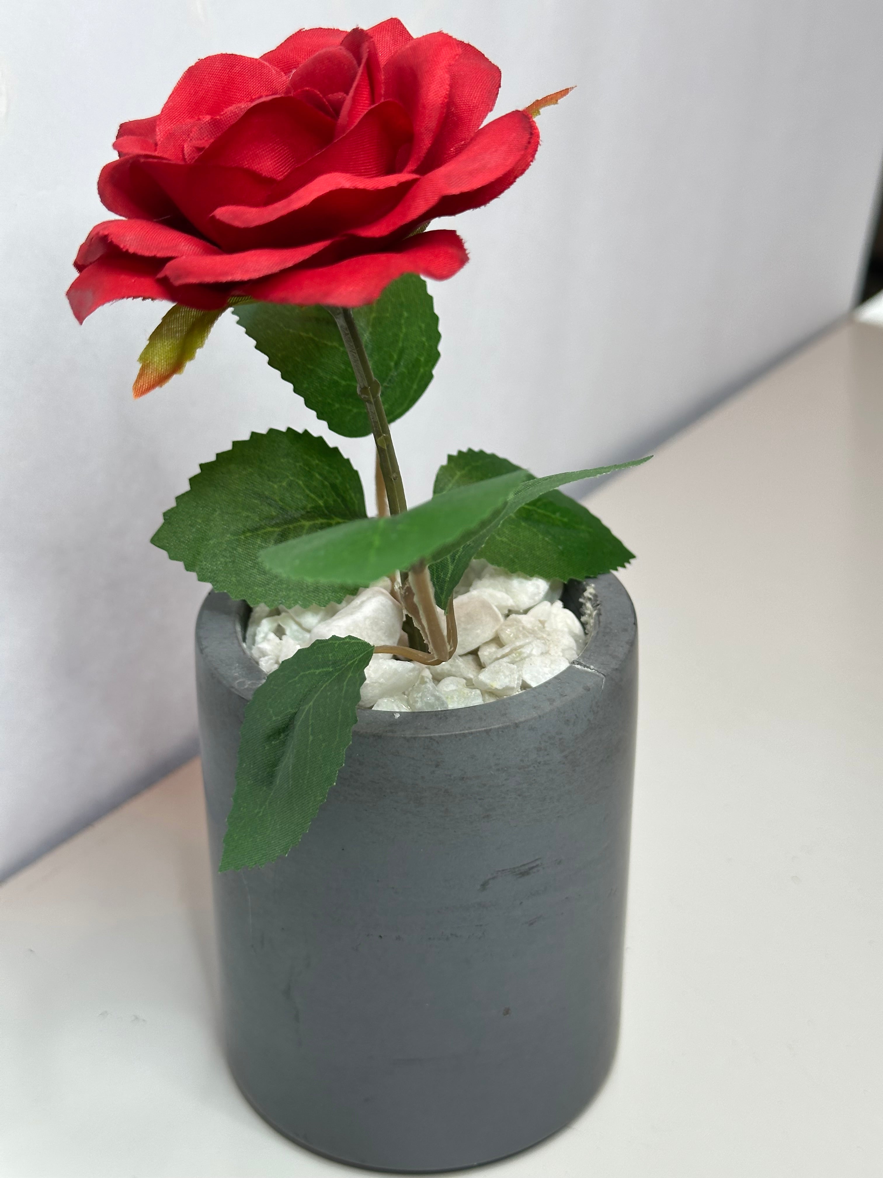 Red Rose