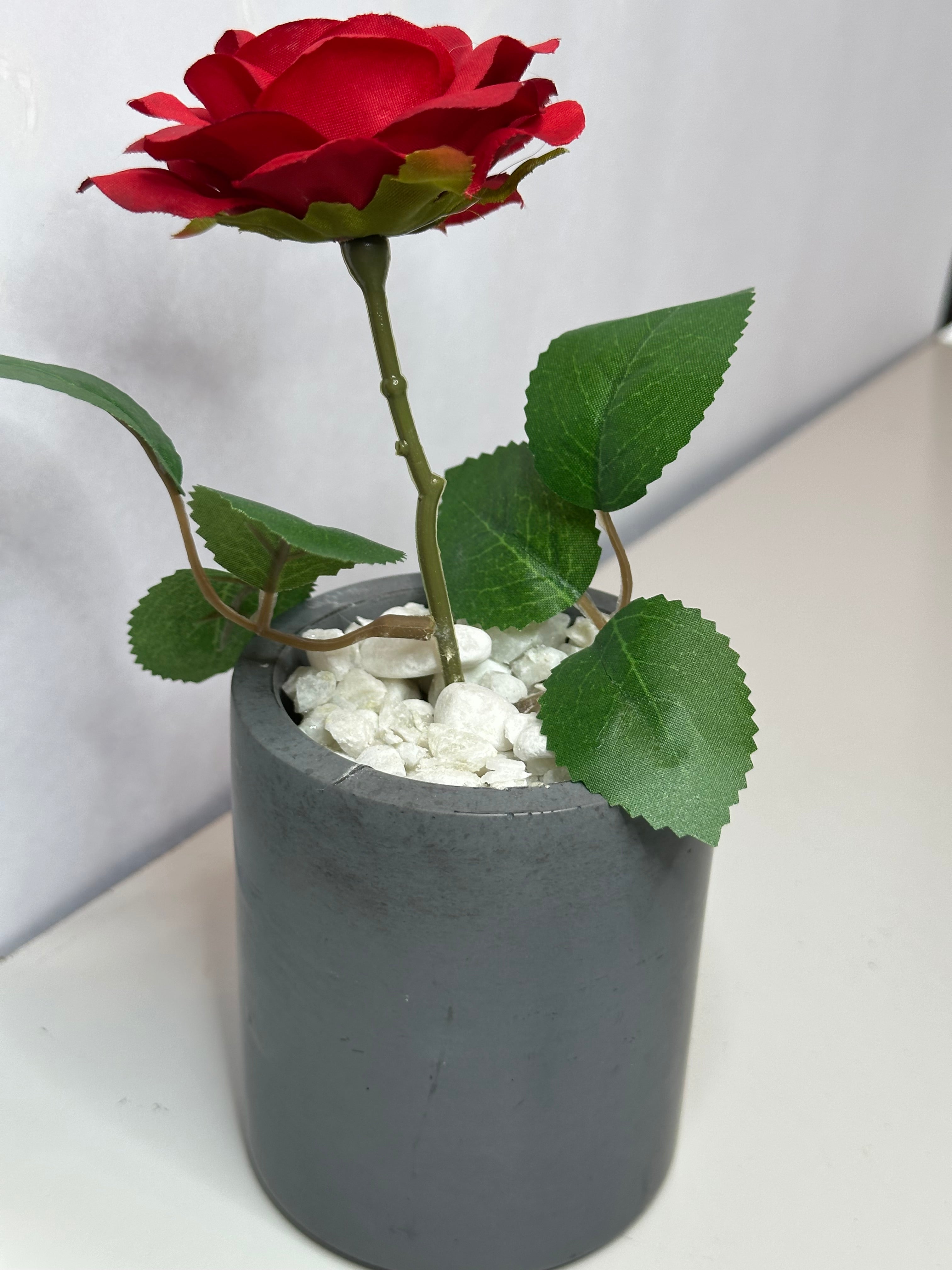 Red Rose